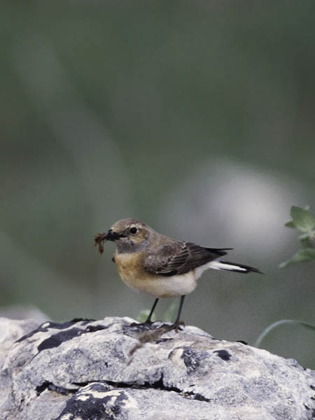 Rusotasku, Black-eared Wheatear, Oenanthe hispanica