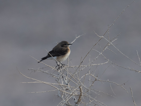 Rusotasku, Black-eared Wheatear, Oenanthe hispanica