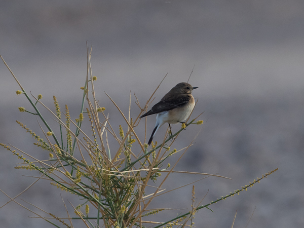 Rusotasku, Black-eared Wheatear, Oenanthe hispanica