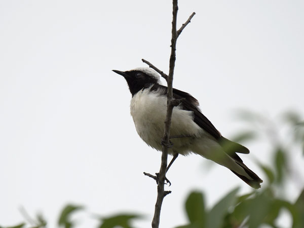 Rusotasku, Black-eared Wheatear, Oenanthe hispanica