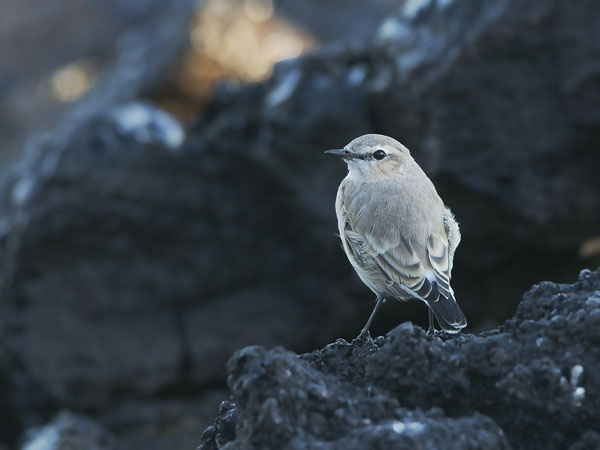 Arotasku, Isabelline Wheatear, Oenanthe isabellina