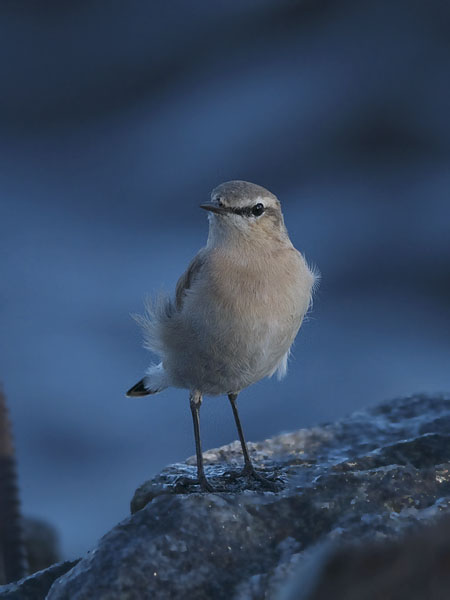 Arotasku, Isabelline Wheatear, Oenanthe isabellina