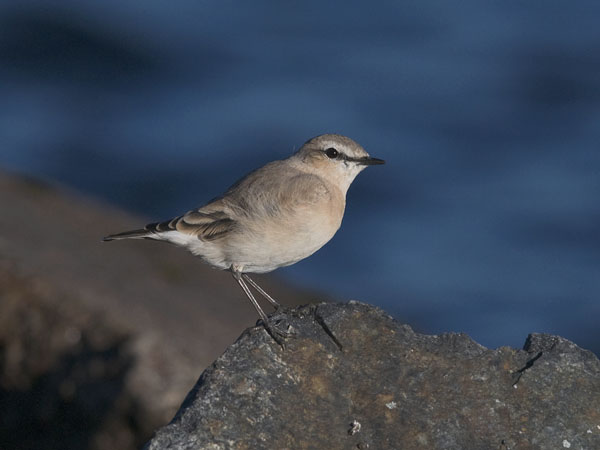 Arotasku, Isabelline Wheatear, Oenanthe isabellina