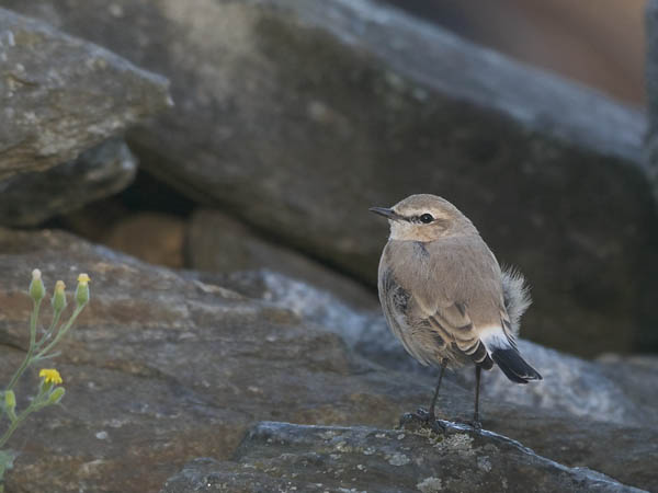 Arotasku, Isabelline Wheatear, Oenanthe isabellina