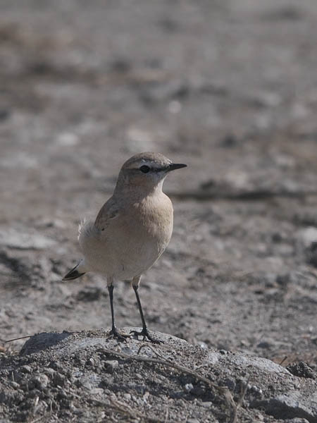 Arotasku, Isabelline Wheatear, Oenanthe isabellina