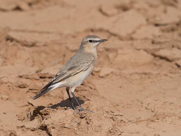 Arotasku, Isabelline Wheatear, Oenanthe isabellina