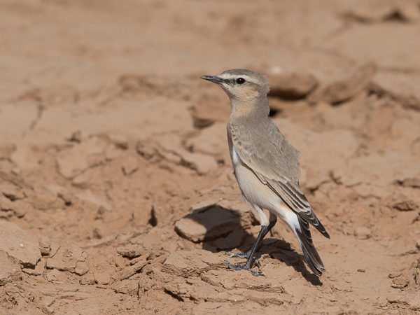 Arotasku, Isabelline Wheatear, Oenanthe isabellina