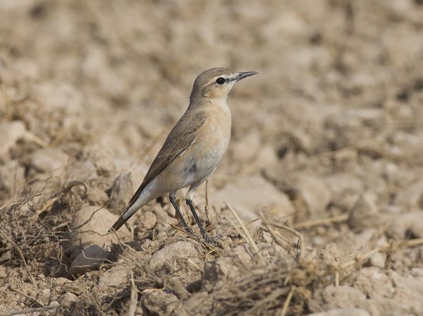 Arotasku, Isabelline Wheatear, Oenanthe isabellina