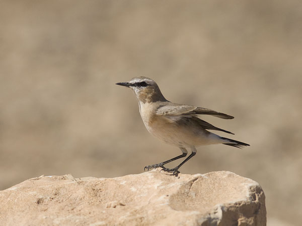 Arotasku, Isabelline Wheatear, Oenanthe isabellina