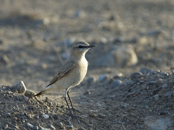 Arotasku, Isabelline Wheatear, Oenanthe isabellina