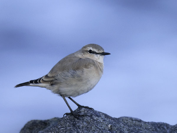 Arotasku, Isabelline Wheatear, Oenanthe isabellina