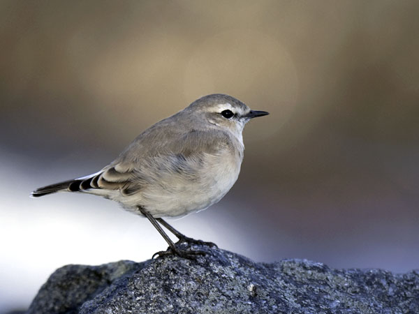 Arotasku, Isabelline Wheatear, Oenanthe isabellina