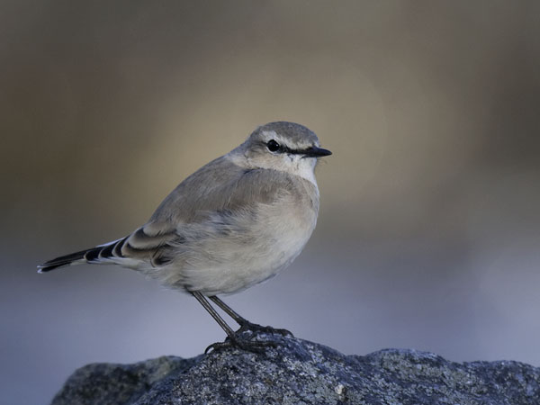 Arotasku, Isabelline Wheatear, Oenanthe isabellina