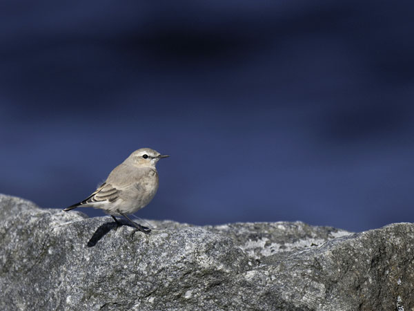 Arotasku, Isabelline Wheatear, Oenanthe isabellina