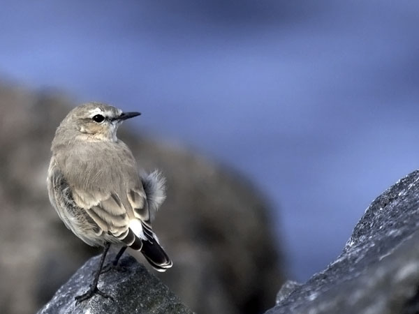 Arotasku, Isabelline Wheatear, Oenanthe isabellina