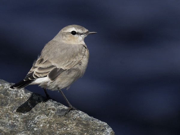 Arotasku, Isabelline Wheatear, Oenanthe isabellina