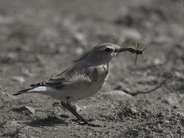 Arotasku, Isabelline Wheatear, Oenanthe isabellina