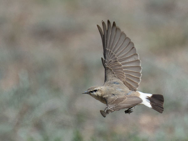 Arotasku, Isabelline Wheatear, Oenanthe isabellina