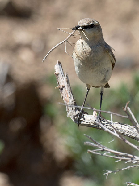 Arotasku, Isabelline Wheatear, Oenanthe isabellina