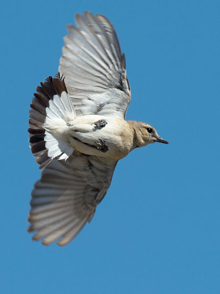 Arotasku, Isabelline Wheatear, Oenanthe isabellina