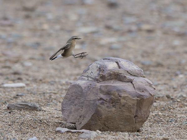 Kivitasku, Northern Wheatear, Oenanthe oenanthe