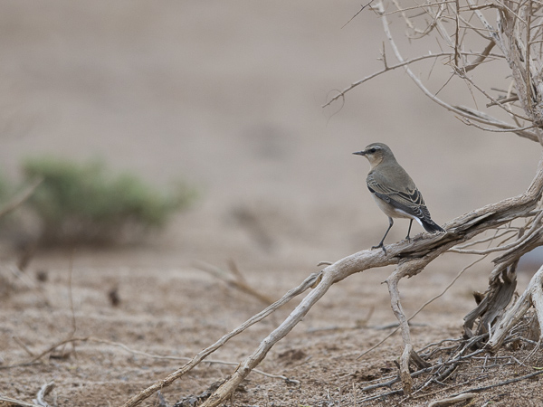 Kivitasku, Northern Wheatear, Oenanthe oenanthe