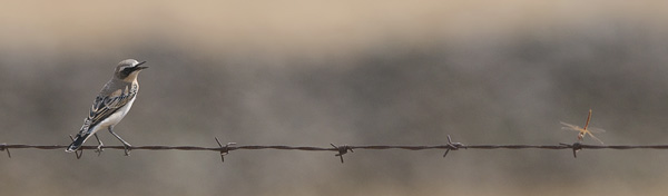 Kivitasku, Northern Wheatear, Oenanthe oenanthe