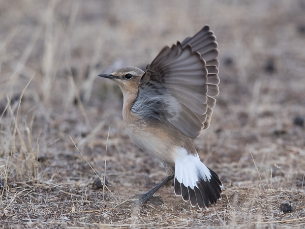 Kivitasku, Northern Wheatear, Oenanthe oenanthe