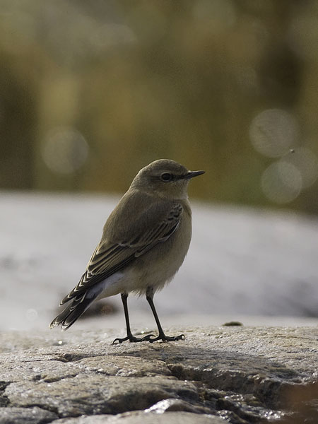 Kivitasku, Northern Wheatear, Oenanthe oenanthe