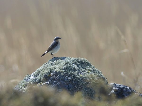 Kivitasku, Northern Wheatear, Oenanthe oenanthe