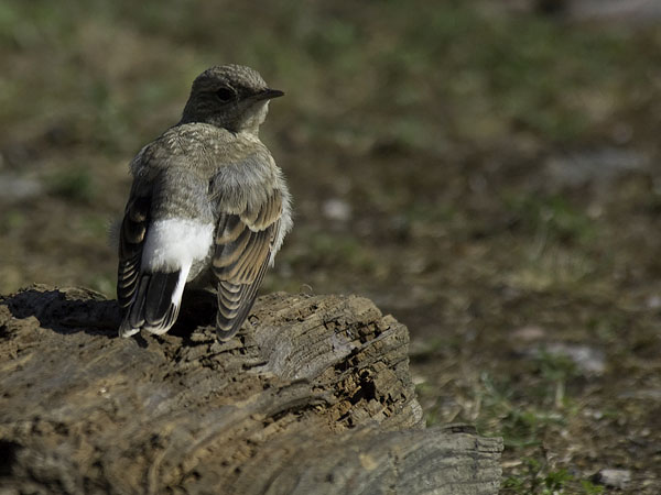 Kivitasku, Northern Wheatear, Oenanthe oenanthe