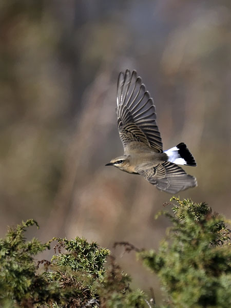 Kivitasku, Northern Wheatear, Oenanthe oenanthe
