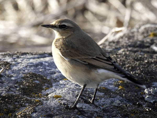 Kivitasku, Northern Wheatear, Oenanthe oenanthe