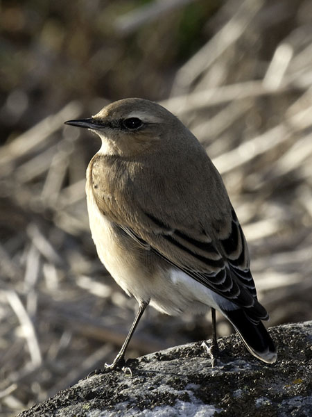 Kivitasku, Northern Wheatear, Oenanthe oenanthe