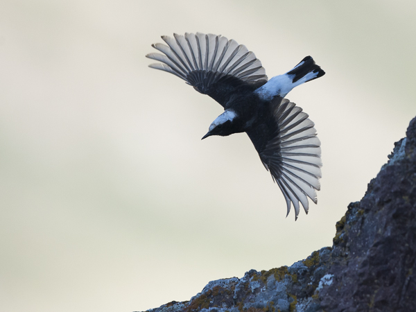 Nunnatasku, Pied Wheatear, Oenanthe pleschanka