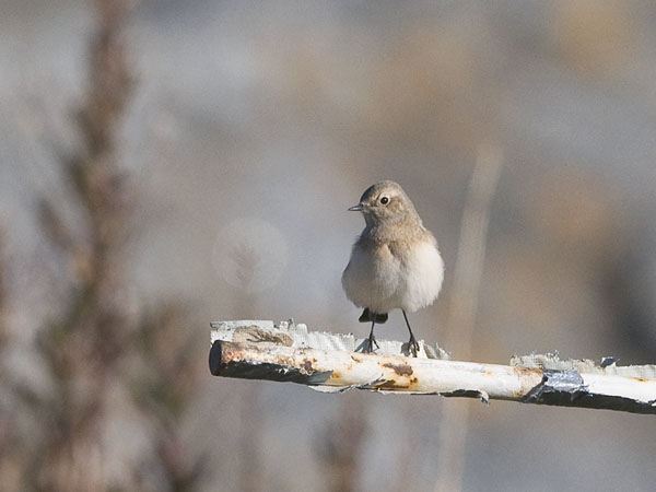 Nunnatasku, Pied Wheatear, Oenanthe pleschanka