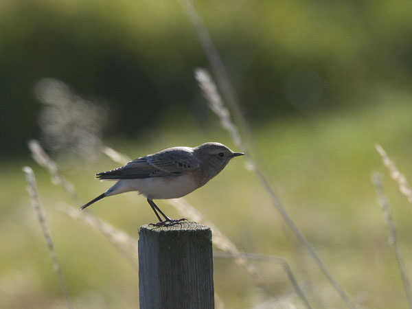 Nunnatasku, Pied Wheatear, Oenanthe pleschanka