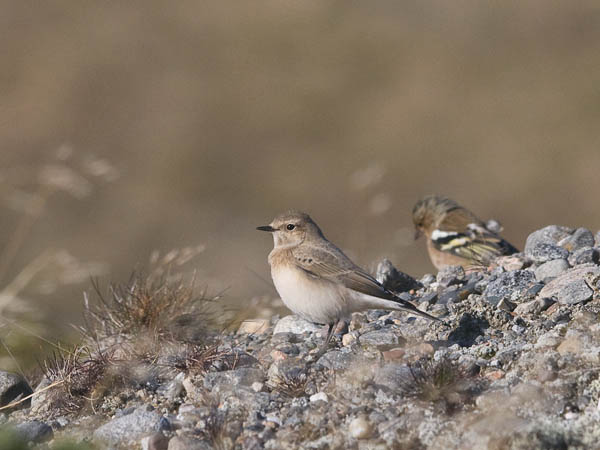 Nunnatasku, Pied Wheatear, Oenanthe pleschanka