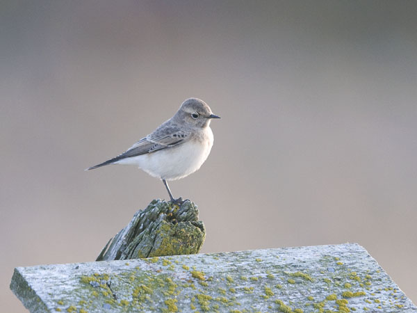 Nunnatasku, Pied Wheatear, Oenanthe pleschanka