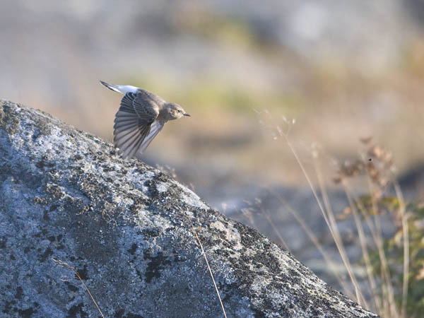 Nunnatasku, Pied Wheatear, Oenanthe pleschanka