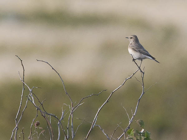Nunnatasku, Pied Wheatear, Oenanthe pleschanka