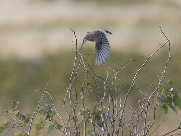 Nunnatasku, Pied Wheatear, Oenanthe pleschanka