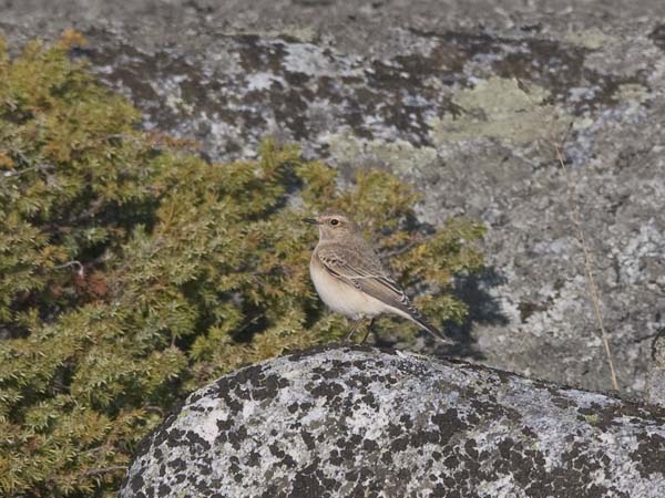 Nunnatasku, Pied Wheatear, Oenanthe pleschanka