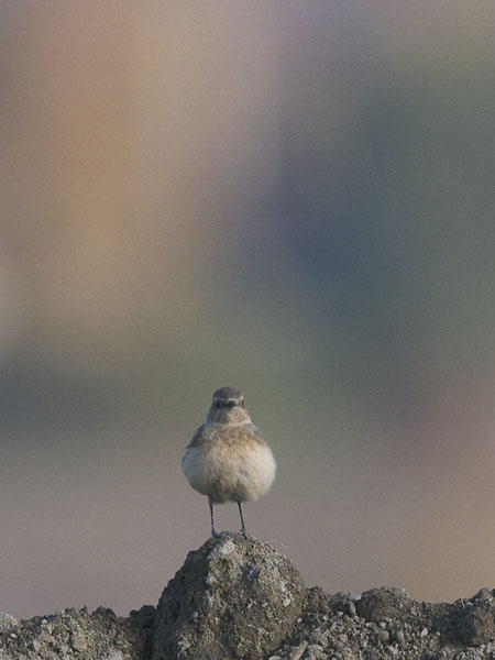 Nunnatasku, Pied Wheatear, Oenanthe pleschanka