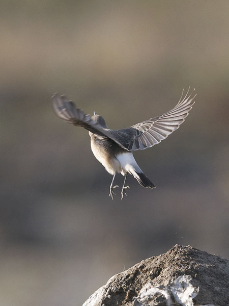 Nunnatasku, Pied Wheatear, Oenanthe pleschanka