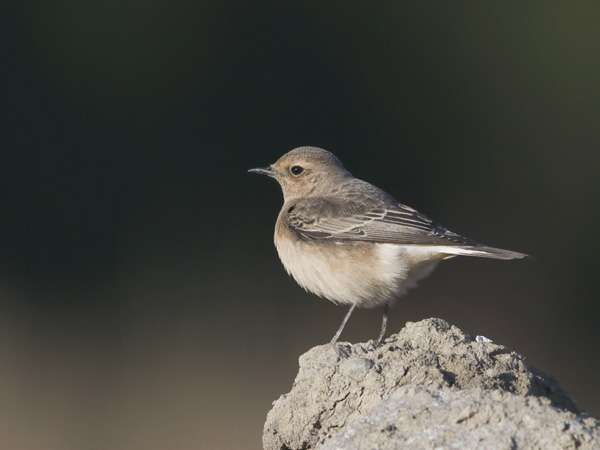 Nunnatasku, Pied Wheatear, Oenanthe pleschanka