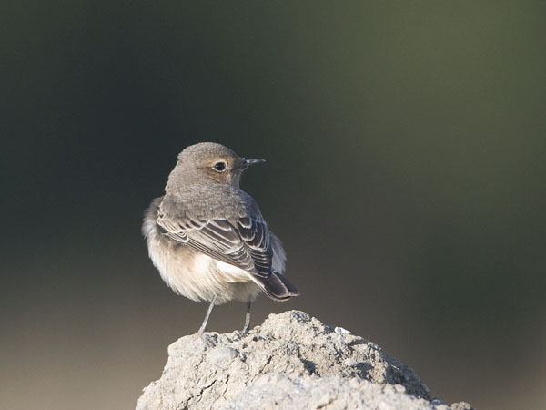 Nunnatasku, Pied Wheatear, Oenanthe pleschanka