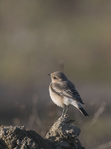 Nunnatasku, Pied Wheatear, Oenanthe pleschanka
