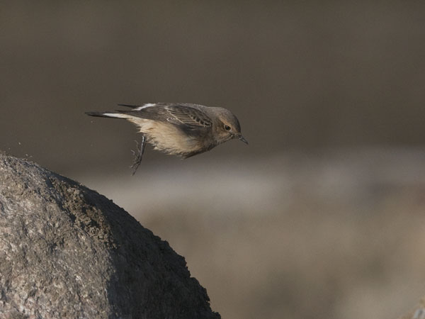 Nunnatasku, Pied Wheatear, Oenanthe pleschanka