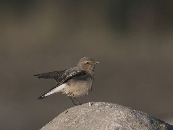 Nunnatasku, Pied Wheatear, Oenanthe pleschanka